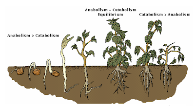Proses pertumbuhan dan perkembangan tumbuhan; A. Proses benih berkecambah. B. Bibit. C. Tumbuhan dewasa. D. Tumbuhan sanesen (tua)
