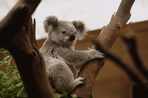 Koala, marsupial típico australiano Koala, marsupial típico australiano