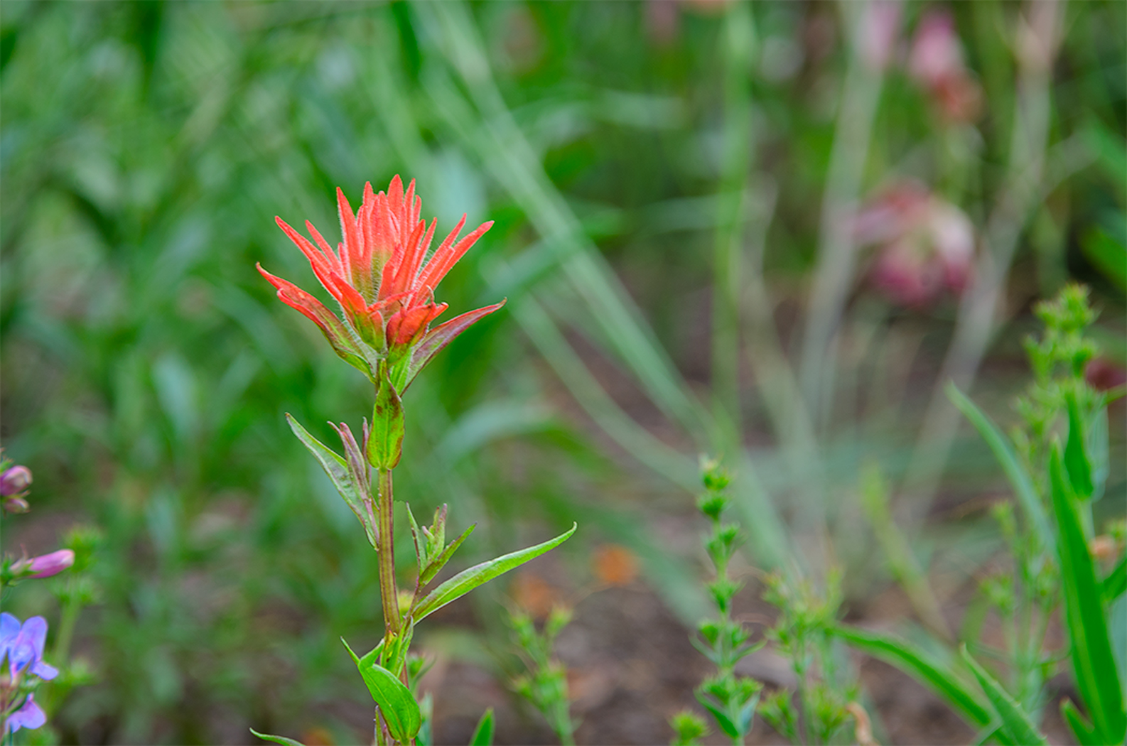 Linda Cochran's Garden: Castillejas