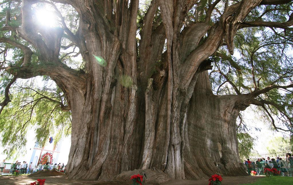 ALLA SCOPERTA DEGLI ALBERI PIU' BELLI DEL MONDO | sfumature verdi