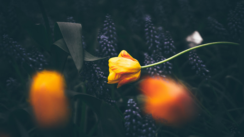 Yellow Tulips