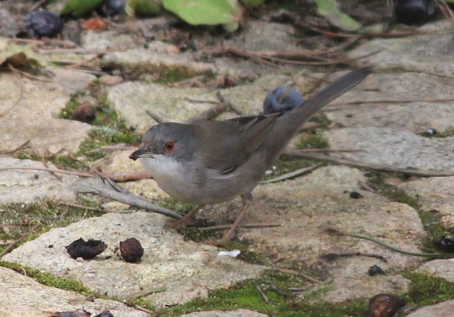 Sylvia melanocephala