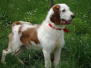 ARTAUD · TOFFE. SE NOS VA ADOPTADA PARA ALEMANIA!