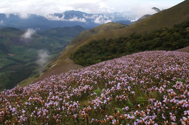 Neelakurinji flowers, Munnar, neelakurinji flower in munnar, neelakurinji kerala, kurinji flower wiki, neelakurinji plant, flower that blooms once in 12 years,neelakurinji pictures, 