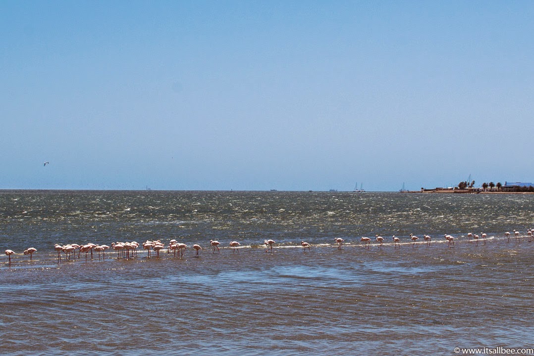 Walvis Bay Namibia | walvis bay flamingos | Bay Photos
