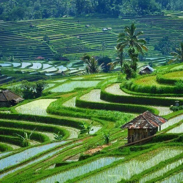 Top 10 Best Places to View Rice Terraces in Bali, tegalalang rice terrace ubud, best rice terraces in ubud, best time to visit bali rice terraces, jatiluwih rice terrace, tegalalang rice terrace restaurant, tegalalang rice terrace entrance fee, tegalalang rice terrace wikipedia, tegalalang rice terrace vs jatiluwih, best rice terraces in bali, tegallalang rice terraces in bali, famous rice terraces in bali, biggest rice terraces in bali, rice terraces bali ubud, rice terraces bali unesco, rice terraces bali wikipedia, rice terraces bali map, rice terraces bali tour, tegalalang rice terrace in ubud bali indonesia, tegalalang rice terrace bali map, tegalalang rice terraces bali, tegalalang rice terrace ubud bali, tegallalang rice terraces bali, tegalalang rice terrace bali map, tegalalang rice terrace ubud bali, tegalalang rice terrace in ubud bali indonesia, tegalalang rice terrace ubud bali, tegalalang rice terrace in ubud bali indonesia, tegalalang rice terrace bali map,things to do in bali,bali destinations guide map for couples families to visit,bali honeymoon destinations,bali tourist destinations,bali indonesia destinations,bali honeymoon packages 2016 resorts destination images review,bali honeymoon packages all inclusive from india,bali travel destinations,bali tourist destination information map,bali tourist attractions top 10 map kuta seminyak pictures,bali attractions map top 10 blog kuta for families prices ubud,bali ubud places to stay visit see