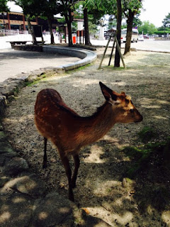 Miyajima deer
