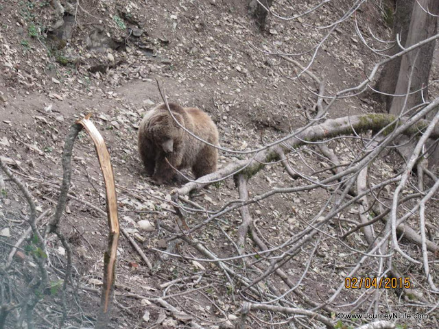 Himalayan Wildlife Zoo in Kufri, Himachal Pradesh India