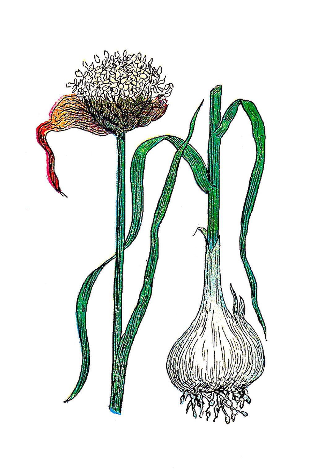 Antique Images Free Botanical Graphic Vintage Illustration of Garlic