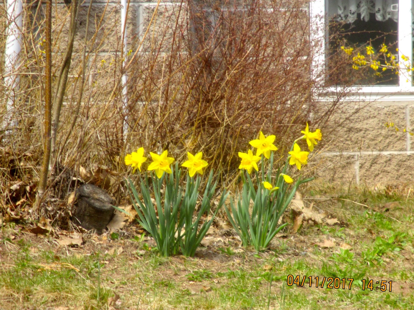 Art's Bayfield Almanac: DAFFODILS ARE BEGINNING TO BLOOM