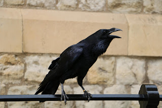 Raven at the Tower of London