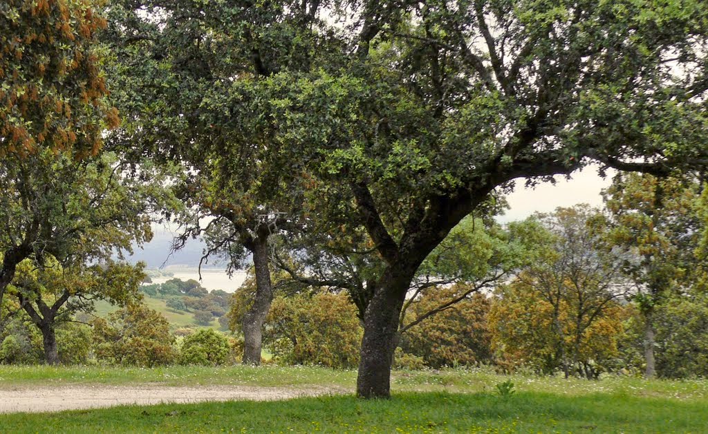 ENCINAS origen e historia. BOSQUES DE ENCINAS