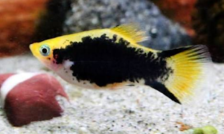 Indukan ikan platy Cara memilihan indukan ikan platy yang berkualitas agar budidaya sukses