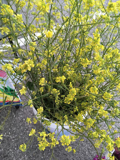 Crafts, Cooking & Farmer's Market Addictions: Lawton Farmers Market