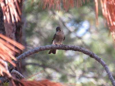 Lassen Volcanic National Park California birding hotspot