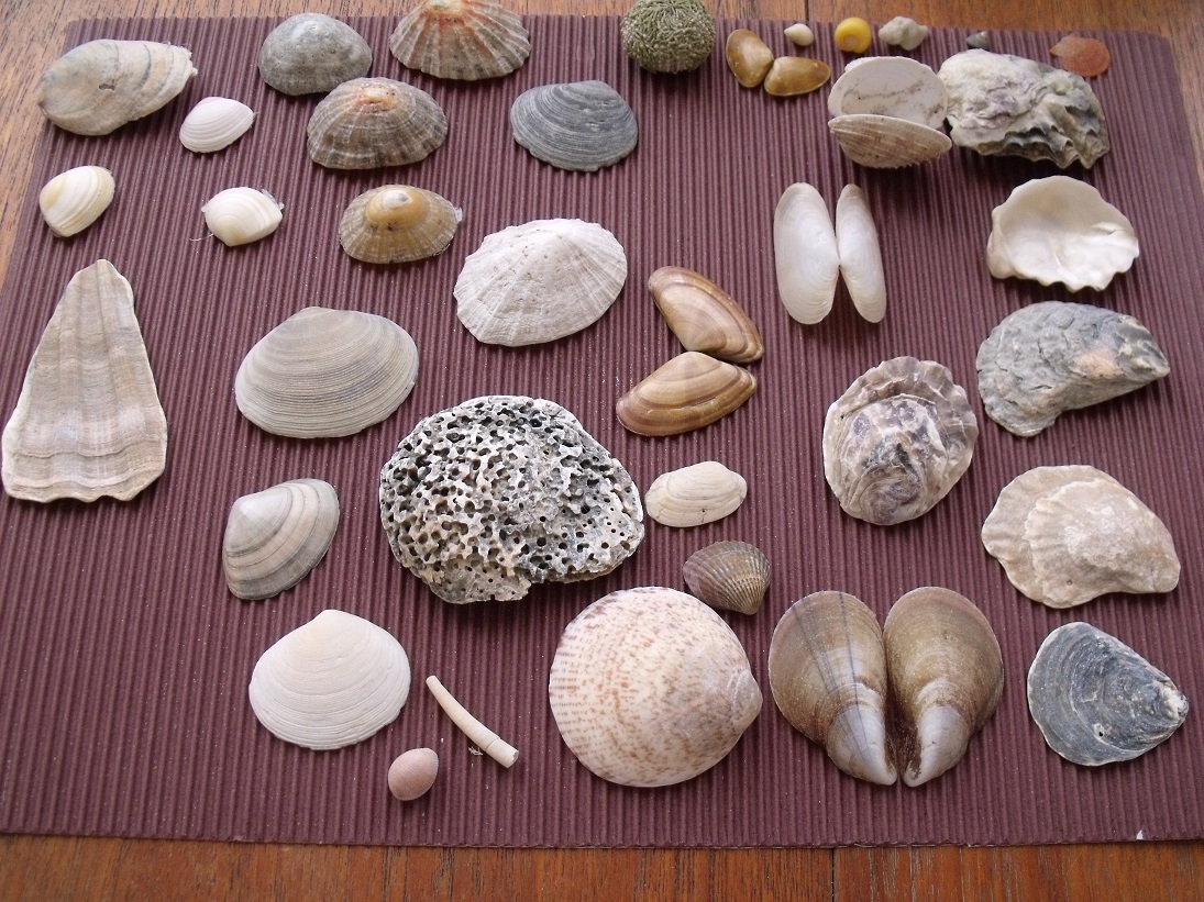 How to make a sea shell tree – Beachcombing Magazine