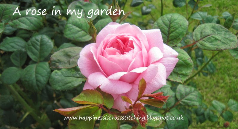 David Austin Queen of Sweden Rose Roses in my garden Lynn B