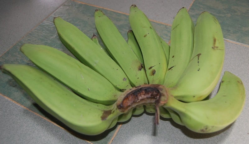 Pisang Raja Nangka Gambar Jenis Pisang Raja Nangka