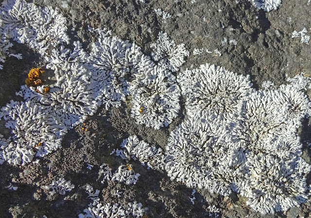 Bull's eye lichen