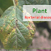 Common plant bacterial diseases