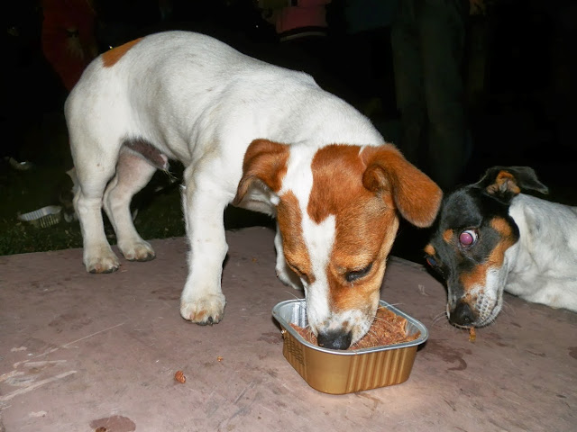 Piñón y Luna - Jack Russell Terrier