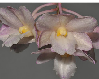 Lan Hoàng thảo móc - Dendrobium hamatum Rolfe