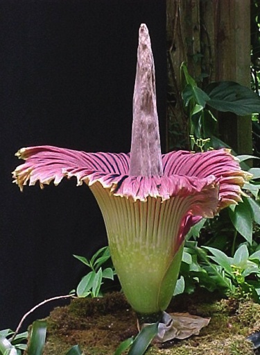 Contoh Gambar Bunga Raflesia Rasmi V