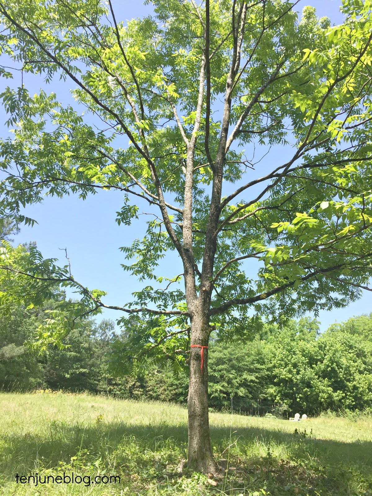 ten june farm trees