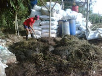 Cara Membuat Pupuk Organik dari Limbah Kotoran Kambing Cara Membuat Pupuk Organik dari Limbah Kotoran Kambing