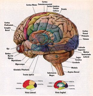 Cérebro, Estrutura e Conexões Entre Neurônios Cérebro, Estrutura e Conexões Entre Neurônios