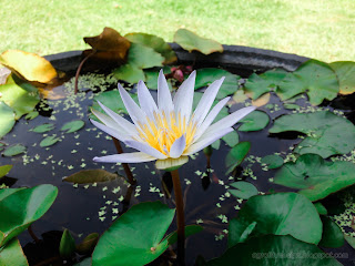 Beautiful Small Lotus Flower Plants Floats On Water