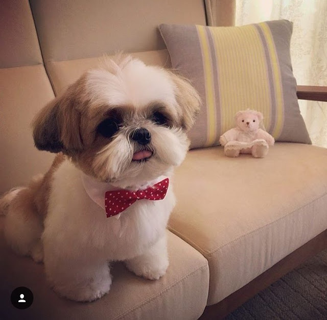 Veja como o seu SHIH TZU sabe que horas você vai chegar em CASA