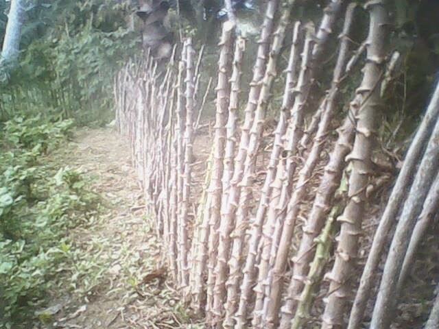 Manfaatkan Pohon Ubi Kayu singkong iUntuki Memagari Tanaman 