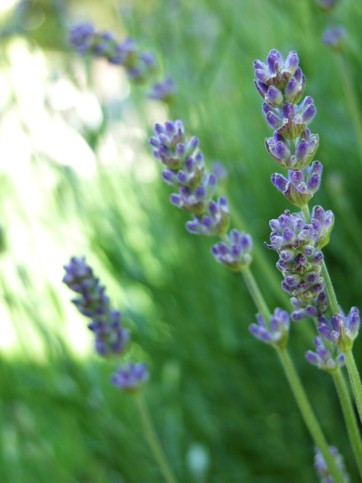 How to dry lavender heather cameron