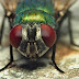 Οι μύγες κινούνται όπως τα μαχητικά αεροσκάφη