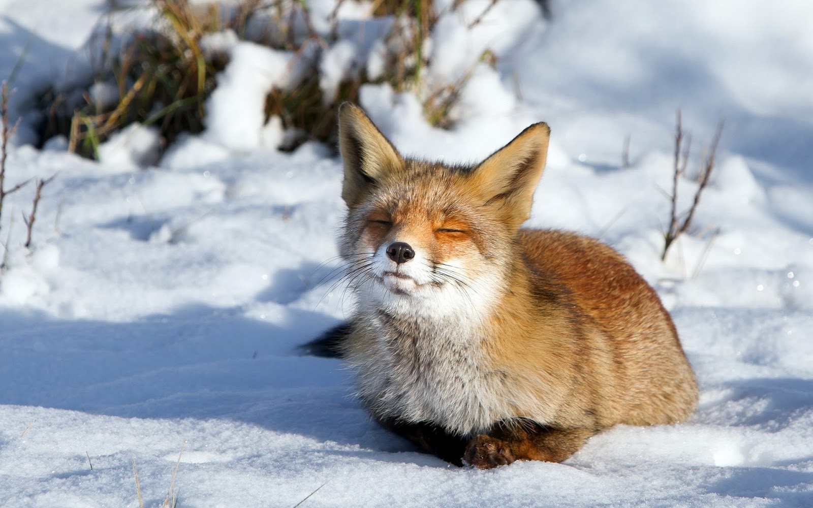 Fondo de Pantalla Animales Zorro en la nieve