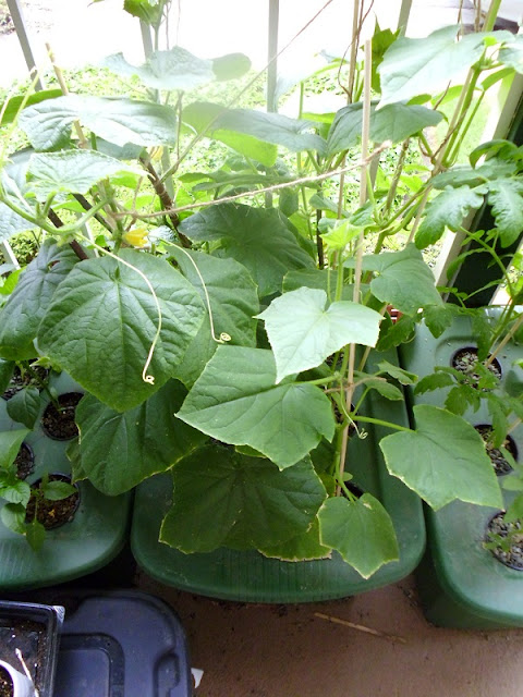Cucumber hydroponics
