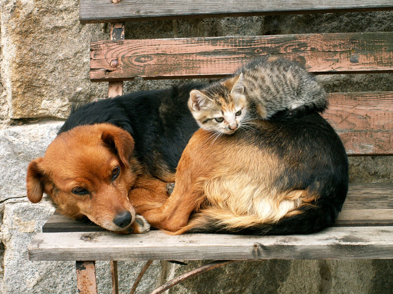 Cats and Dogs: Do They Get Along?