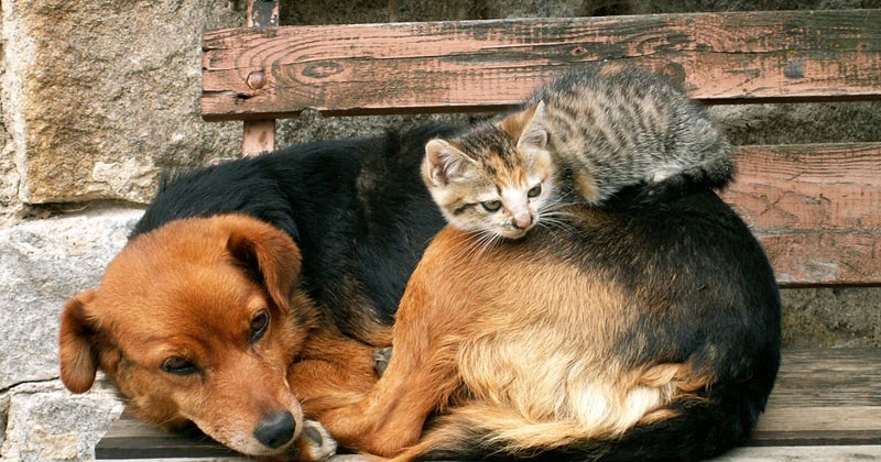 are there dog breeds that get along with cats