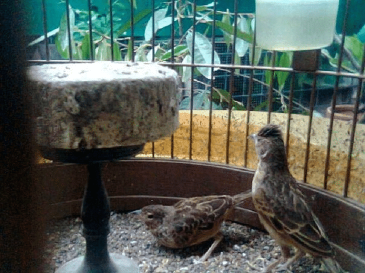 Burung Branjangan Perbedaan Burung Branjangan Jantan Dan Betina
