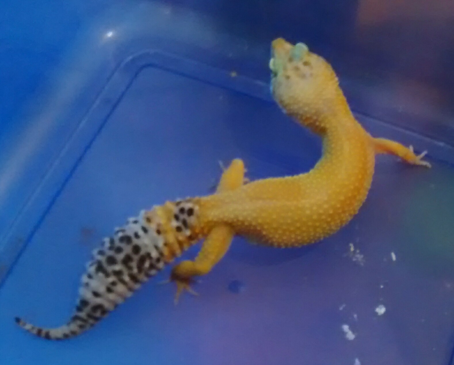 Gecko, Female, SHTCTB