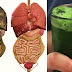 SUPER GREEN DETOX DRINK THAT WILL REMOVE ALL TOXINS AND FAT FROM YOUR BODY (VIDEO)