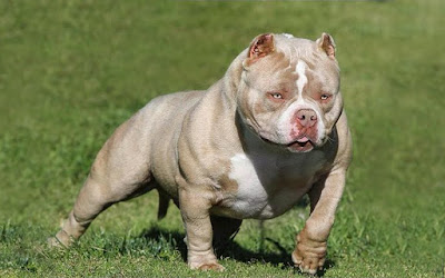 best food for american bully puppy what is the best food to bulk up my pit bull american bully best food for american bully puppy what is the best food to bulk up my pit bull american bully
