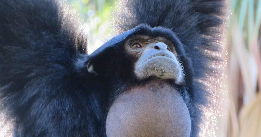 Imagens da vida animal: Macaco-aranha-da-Colômbia (Ateles fusciceps  robustus)