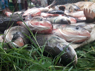 Bangladesh Fish Picture | Bangladesh Fish Photo