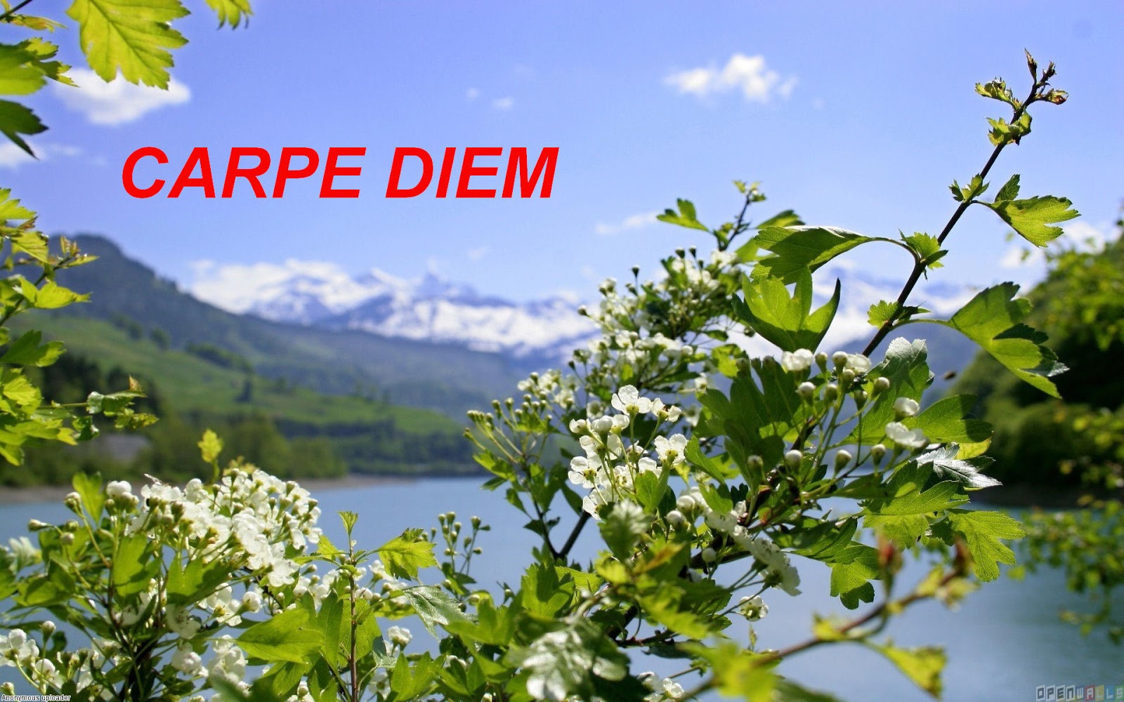 carpe-diem-haiku-kai-carpe-diem-138-neko-no-koi-cats-in-love