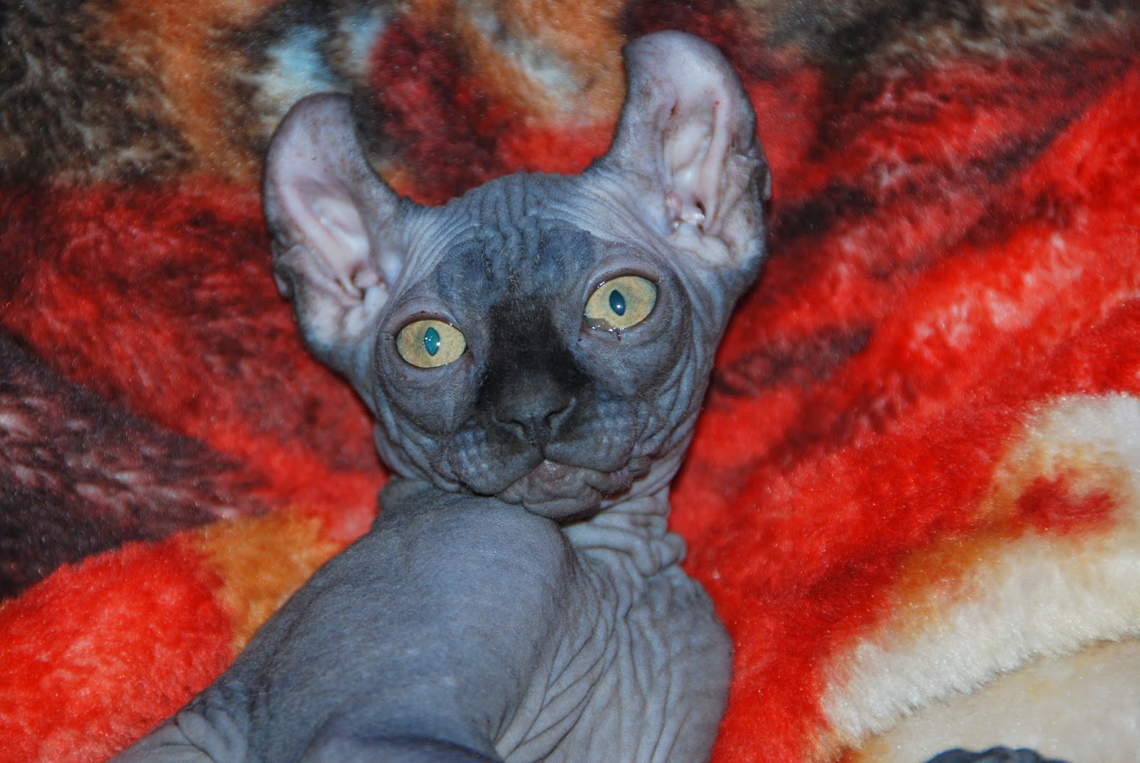 No Coat Kitty ELF CATS: Elf Cats