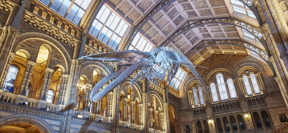 Tesoros botánicos en la bóveda del Museo de Historia Natural de Londres