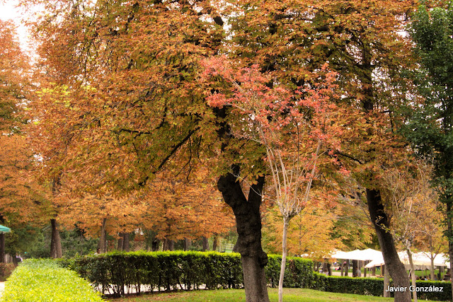 El Parque del Retiro se cubre de Otoño. Retiro Park is covered with Autumn