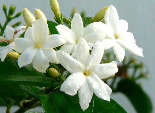  Gambar  Bunga  Melati  Putih Indah Gambar  Foto Wallpaper